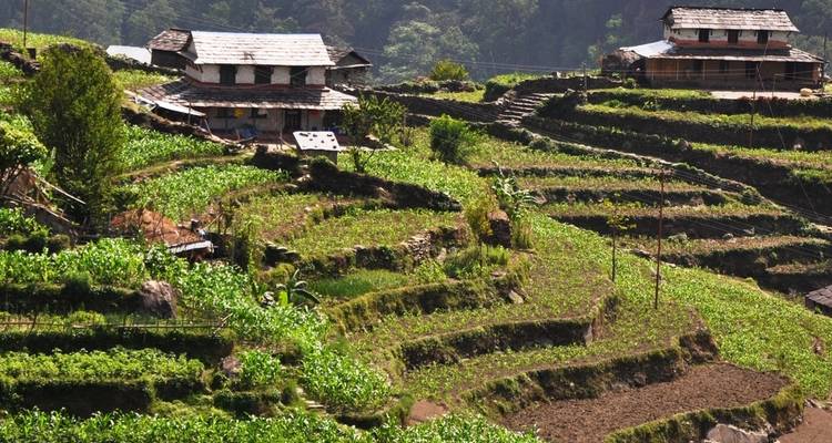 Trek de Ghorepani Poonhill et safari dans la jungle - Himalaya Heart Treks & Expedition[P] Ltd  10