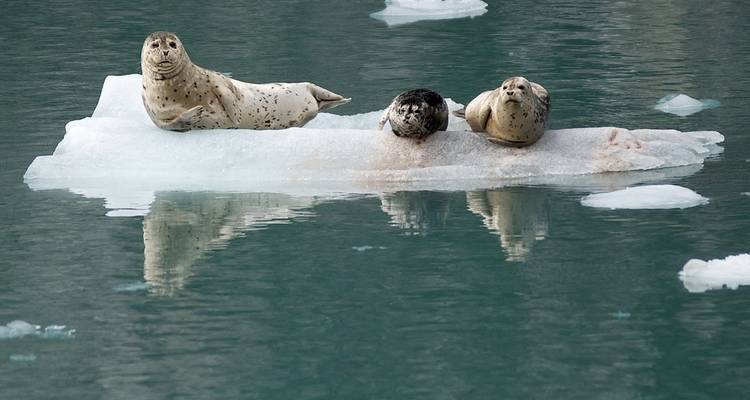 Le meilleur de la nature : l'Alaska avec la croisière en Alaska - Globus 1