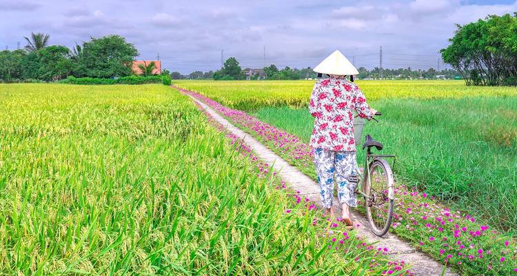 Personne marchant à bicyclette dans un sentier de rizières en pleine effervescence.