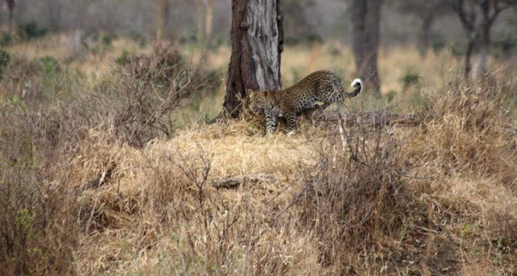 6 días - Safari por el Norte de Tanzania - Youth Adventures & Safaris 7