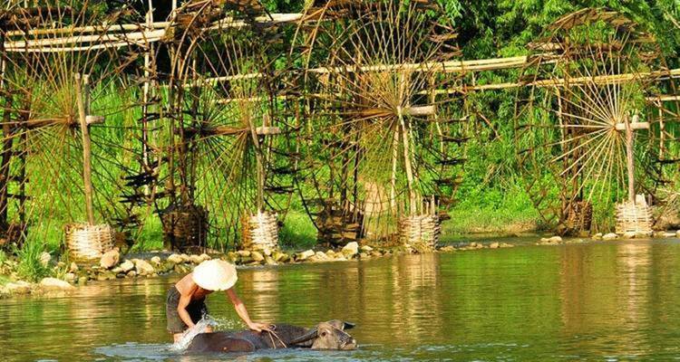 Persona lavando un búfalo in un río junto a grandes norias de madera.