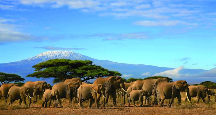 Gran manada de elefantes bajo la cima nevada del Monte Kilimanjaro con un árbol de acacia de copa plana bajo un vasto cielo azul.