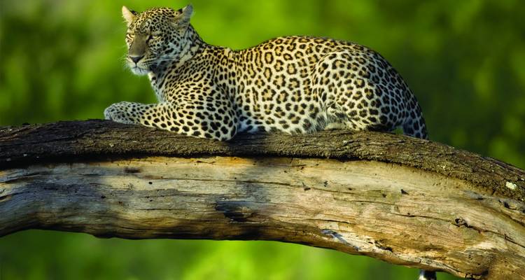Un majestuoso leopardo descansando sobre un tronco de árbol curvado contra un fondo verde exuberante y borroso.