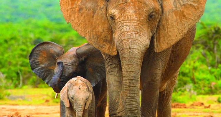 Primer plano de una madre elefante protegiendo a su pequeña cría, con otro elefante joven a su lado en la sabana cubierta de hierba.