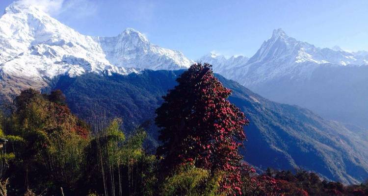 Short Annapurna Base Camp Trekking - Mountain Ascend Treks Pvt. Ltd. 6
