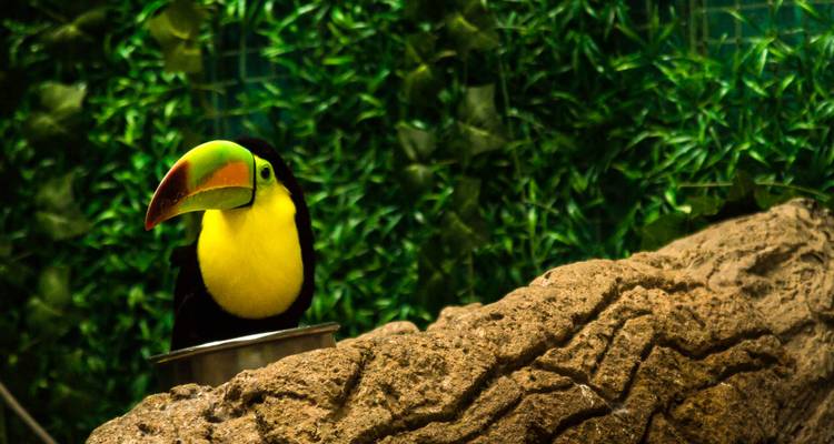 Aventura Veracruz, Rafting en Jalcomulco y circuito Arqueológico Tajín - Tours y Tickets  4