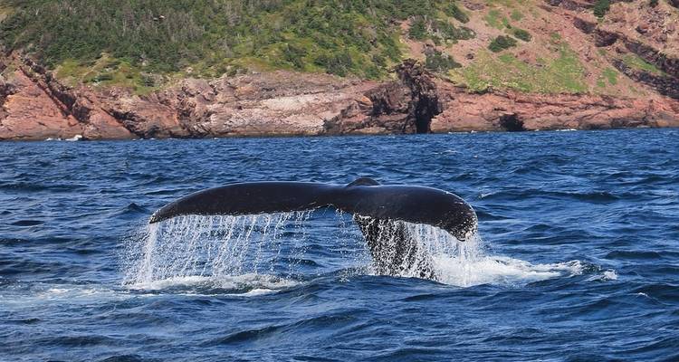 Newfoundland & Labrador - Globus 4