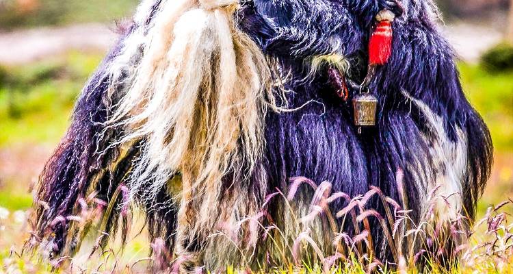 Lumba Sumba Pass Trek - Mount Adventure Holidays Pvt.Ltd 8