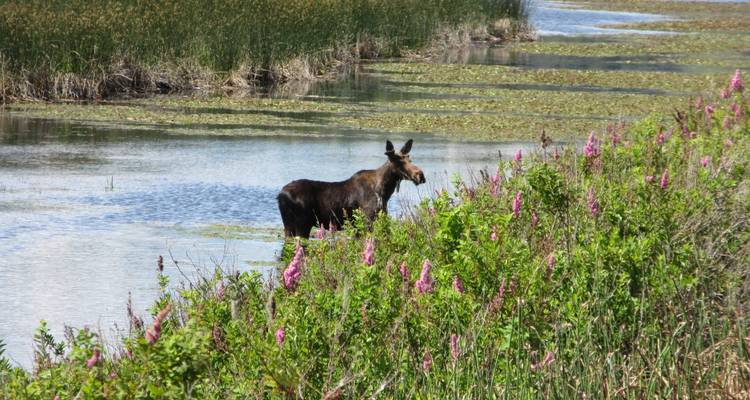 Selkirk & Kootenay Bike Tour - Bicycle Adventures 10