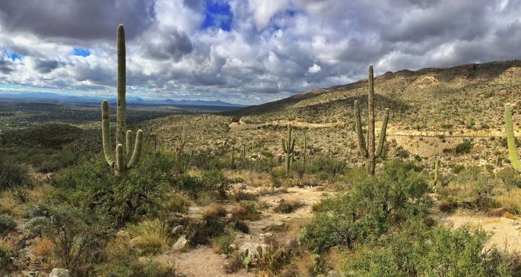 Cactus Saguaro dans un vaste paysage désertique avec un ciel étendu.