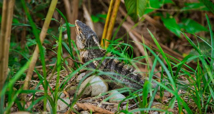 Lézard dans un habitat vert naturel.