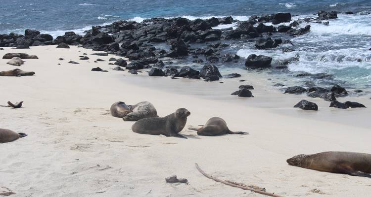 Expedición Trilogía de las Galápagos: un viaje de 6 días explorando San Cristóbal, Isabela y Santa Cruz - Nature Galapagos & Ecuador 8