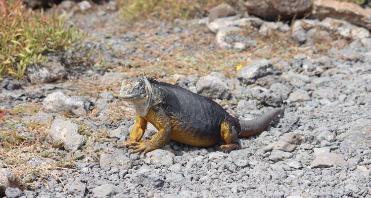 Expedición Trilogía de las Galápagos: un viaje de 6 días explorando San Cristóbal, Isabela y Santa Cruz - Nature Galapagos & Ecuador 9
