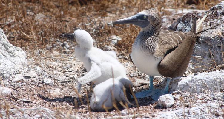 Expedición Trilogía de las Galápagos: un viaje de 6 días explorando San Cristóbal, Isabela y Santa Cruz - Nature Galapagos & Ecuador 4