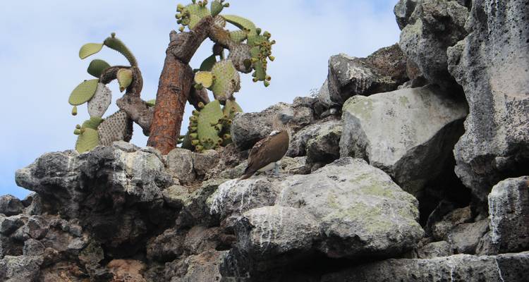 Expedición Trilogía de las Galápagos: un viaje de 6 días explorando San Cristóbal, Isabela y Santa Cruz - Nature Galapagos & Ecuador 7
