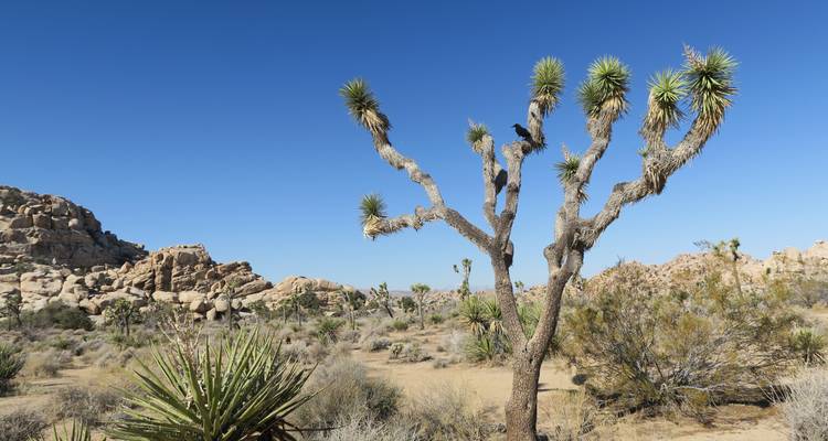 Excursión en bici por Joshua Tree y Anza Borrego - Bicycle Adventures 1