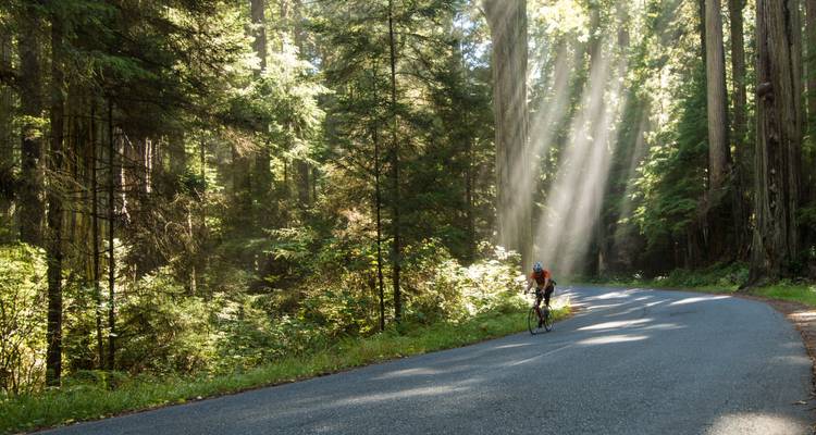 Redwoods & Coast Multisport Tour - Bicycle Adventures 3