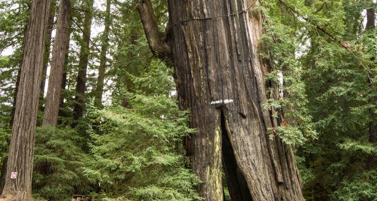 Redwoods & Coast Multisport Tour - Bicycle Adventures 7