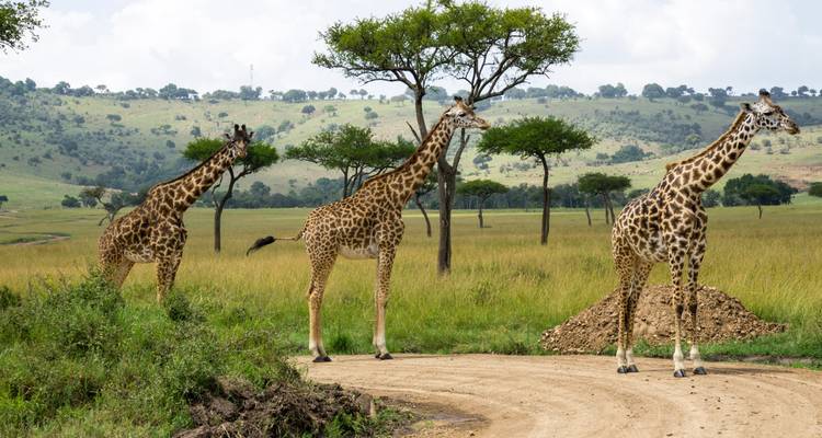 3-Day Masai Mara Budget Camping Safari - Pita Safaris 2