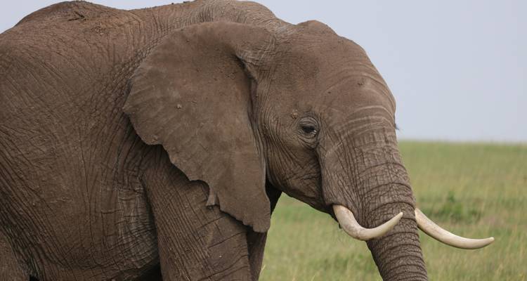 3-Day Masai Mara Budget Camping Safari - Pita Safaris 9