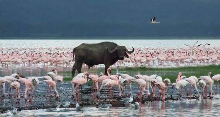 6 Days Classic Kenya Camping Safari - Pita Safaris 3