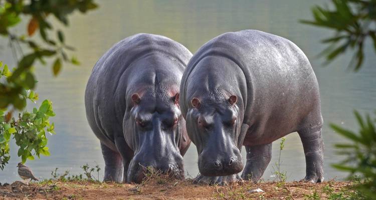 6 Days Classic Kenya Camping Safari - Pita Safaris 6