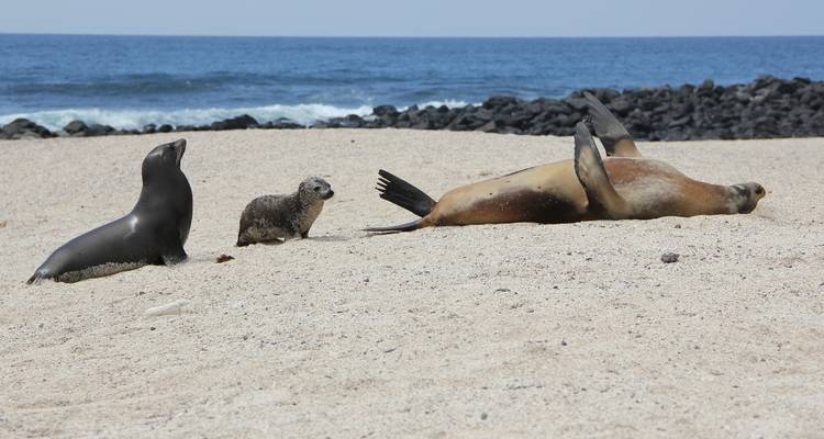 4 jours sur l'île de San Cristóbal : L'escapade parfaite aux Galápagos - Nature Galapagos & Ecuador 6