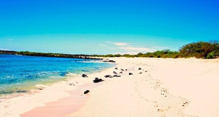 5-Day Guided Galapagos & Cabo Rosa - Los Tuneles Tour - Nature Galapagos & Ecuador 8