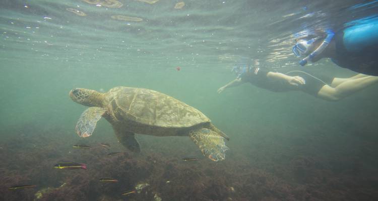 5-Day Guided Galapagos & Cabo Rosa - Los Tuneles Tour - Nature Galapagos & Ecuador 4