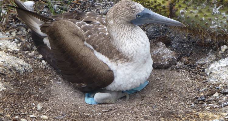 5-Day Guided Galapagos & Cabo Rosa - Los Tuneles Tour - Nature Galapagos & Ecuador 1