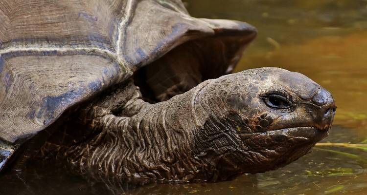 Mysteries of the Inca Empire with Galapagos Cruise - Cosmos 3