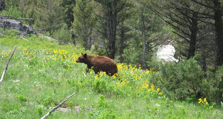 Aventura de senderismo en primavera - Wildland Trekking 1