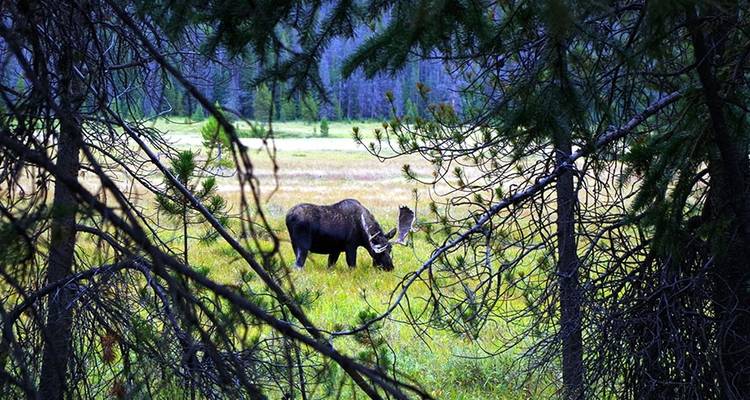Circuito al campamento base de Yellowstone - Wildland Trekking 4
