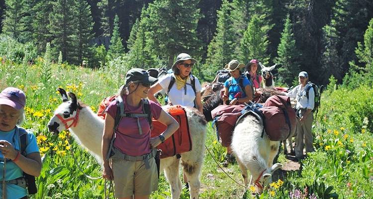 Excursión a la Llama del lago del corazón - Wildland Trekking 4