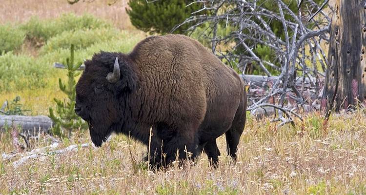 Circuit "Best of Yellowstone - Wildland Trekking 3