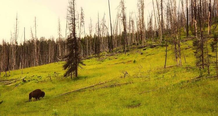 Circuit "Best of Yellowstone - Wildland Trekking 6