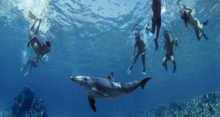 Dauphin nageant sous l'eau avec des plongeurs.