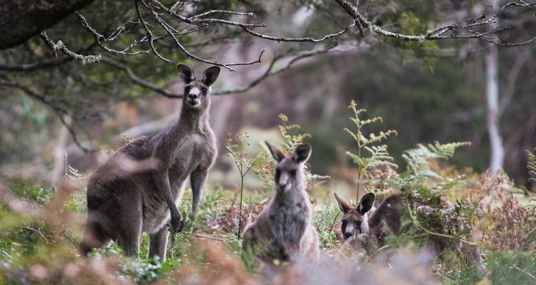 Excursion au coucher du soleil dans les Montagnes Bleues 1 JOUR - Wildlife Tours Australia 10