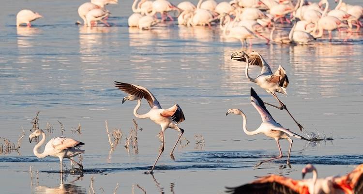 5 Days Mara and Lakes Camping Safari - Pita Safaris 7