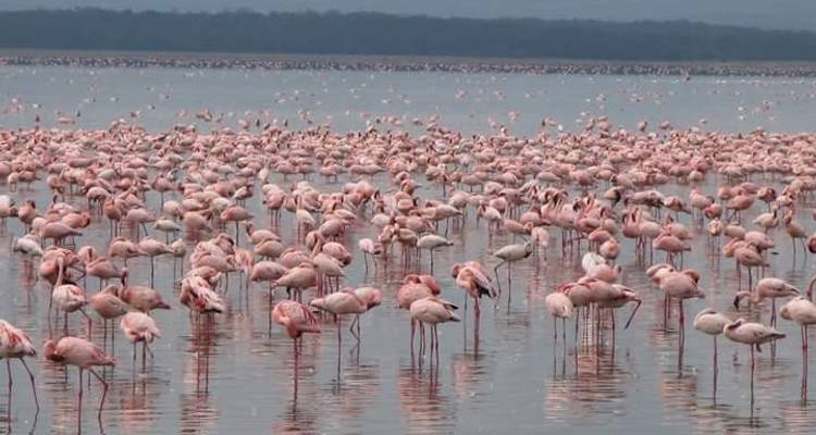 5 Days Mara and Lakes Camping Safari - Pita Safaris 6