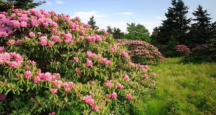 Trek dans les Smoky Mountains - 3 jours - Wildland Trekking 2