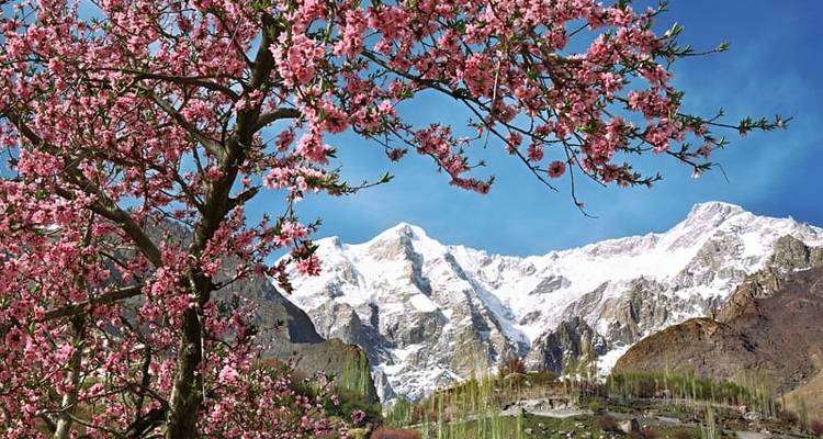 Circuito al Cerezo en Flor de Hunza, Gilgit - Baltistán, Pakistán - Crossroads Adventure  2