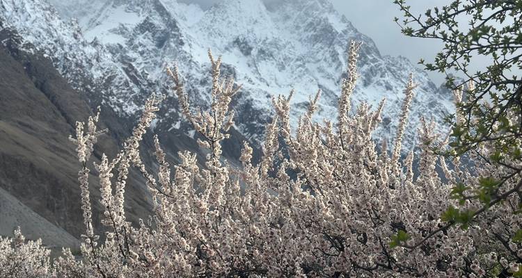 Des abricotiers en fleur au premier plan avec les pics enneigés du Karakoram qui se dressent à l'arrière-plan.
