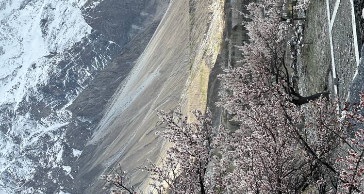 Les versants montagneux saupoudrés de neige s'élèvent au-delà d'une vallée de fleurs d'abricotiers roses.
