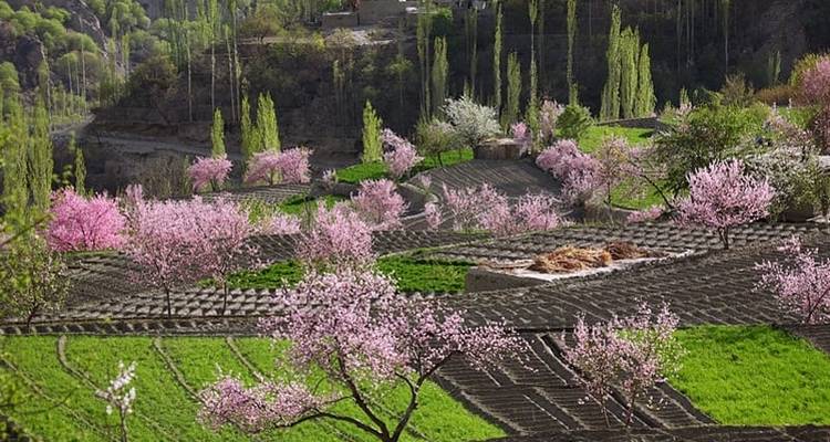 Circuito al Cerezo en Flor de Hunza, Gilgit - Baltistán, Pakistán - Crossroads Adventure  7
