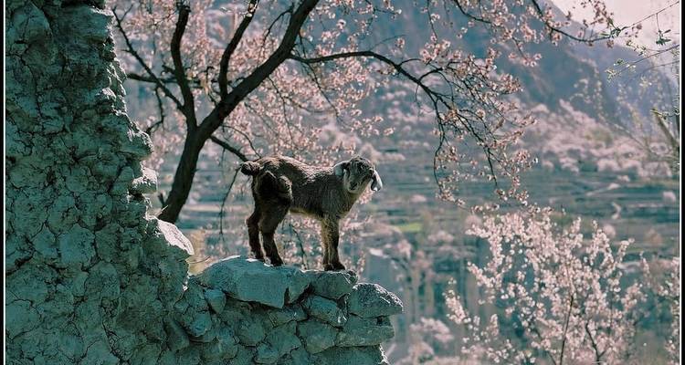 Circuito al Cerezo en Flor de Hunza, Gilgit - Baltistán, Pakistán - Crossroads Adventure  4