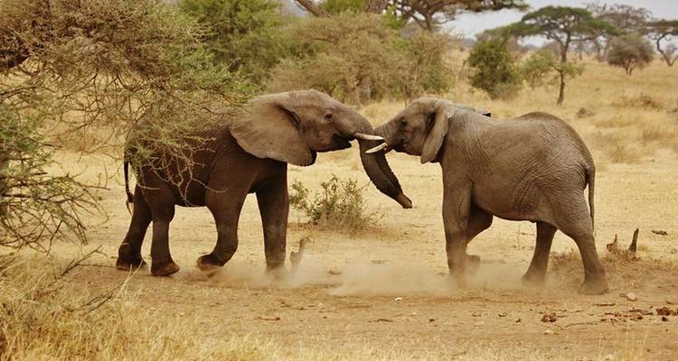 Safari aventure au Kenya et en Tanzanie - Trafalgar 1