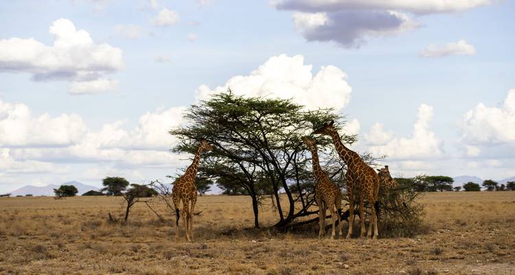 Safari aventure au Kenya et en Tanzanie - Trafalgar 6