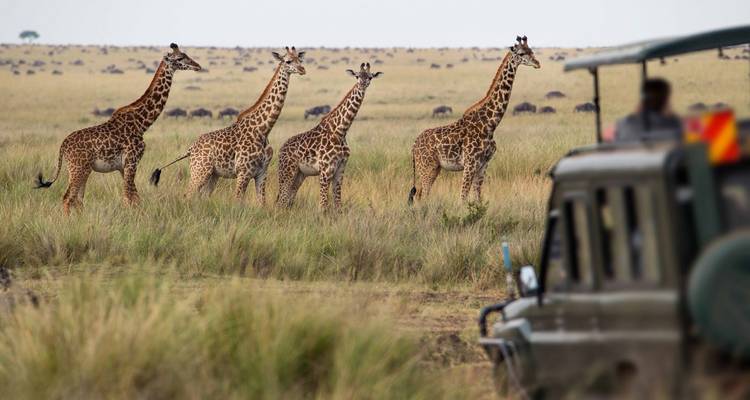 Safari scene with giraffes and a safari vehicle.