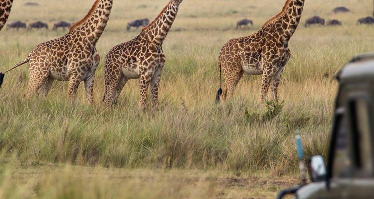 Drei Giraffen schreiten über die offene Savanne, während ein Safari-Fahrzeug aus der Ferne beobachtet.